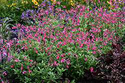 Mirage Hot Pink Autumn Sage (Salvia greggii 'Balmirhopi') at Lakeshore Garden Centres