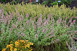 Whispurr Pink Catmint (Nepeta x faassenii 'Balpurrink') at Lakeshore Garden Centres