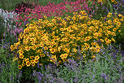 UpTick Gold and Bronze Tickseed (Coreopsis 'Baluptgonz') at Lakeshore Garden Centres