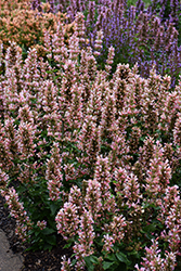 Pink Pearl Hyssop (Agastache 'Pink Pearl') at Lakeshore Garden Centres