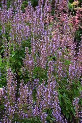 Blue Bayou Anise Hyssop (Agastache 'Blue Bayou') at Lakeshore Garden Centres
