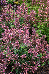Guava Lava Anise Hyssop (Agastache 'Guava Lava') at Lakeshore Garden Centres