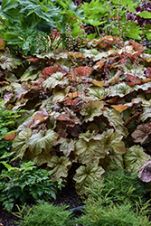 Big Top Caramel Apple Coral Bells (Heuchera 'Caramel Apple') at Lakeshore Garden Centres
