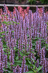 Beelicious Purple Hyssop (Agastache 'Agapd') at Lakeshore Garden Centres