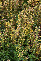 Betterbuzz Amarillo Hyssop (Agastache aurantiaca 'Betterbuzz Amarillo') at Lakeshore Garden Centres