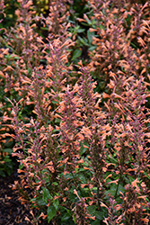 Betterbuzz Amber Hyssop (Agastache aurantiaca 'Betterbuzz Amber') at Lakeshore Garden Centres