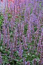 Purple Haze Hyssop (Agastache 'Purple Haze') at Lakeshore Garden Centres
