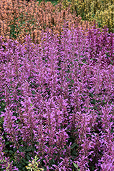 Summerlong Lilac Hyssop (Agastache mexicana 'Balsumlilac') at Lakeshore Garden Centres