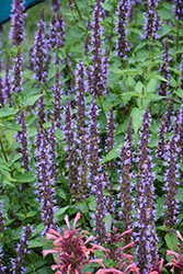 Little Adder Hyssop (Agastache rugosa 'Little Adder') at Lakeshore Garden Centres