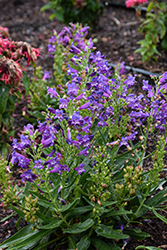 Rock Candy Blue Beard Tongue (Penstemon 'Novapenblu') at Lakeshore Garden Centres