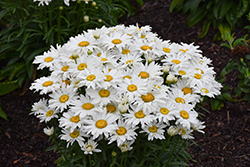 Whitecap Shasta Daisy (Leucanthemum x superbum 'Whitecap') at Lakeshore Garden Centres