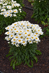 Whitecap Shasta Daisy (Leucanthemum x superbum 'Whitecap') at Lakeshore Garden Centres