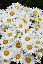 Whitecap Shasta Daisy (Leucanthemum x superbum 'Whitecap') at Lakeshore Garden Centres