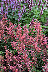 Kudos Coral Hyssop (Agastache 'Kudos Coral') at Lakeshore Garden Centres