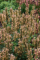 Kudos Gold Hyssop (Agastache 'Kudos Gold') at Lakeshore Garden Centres