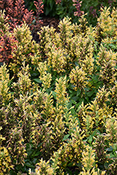 Poquito Butter Yellow Hyssop (Agastache 'TNGAPBY') at Lakeshore Garden Centres