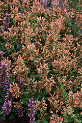 Poquito Orange Hyssop (Agastache 'TNAGAPO') at Lakeshore Garden Centres