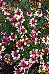 Sizzle And SpiceZesty Zinger Tickseed (Coreopsis verticillata 'Zesty Zinger') at Lakeshore Garden Centres