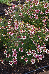 Sizzle And SpiceZesty Zinger Tickseed (Coreopsis verticillata 'Zesty Zinger') at Lakeshore Garden Centres