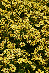 UpTick Yellow and Red Tickseed (Coreopsis 'Baluptowed') at Lakeshore Garden Centres