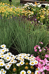 Blue Arrows Rush (Juncus inflexus 'Blue Arrows') at Lakeshore Garden Centres