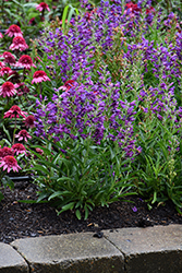 Rock Candy Purple Beard Tongue (Penstemon 'Balrocurp') at Lakeshore Garden Centres