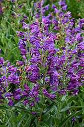 Rock Candy Purple Beard Tongue (Penstemon 'Balrocurp') at Lakeshore Garden Centres