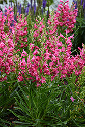 Rock Candy Ruby Beard Tongue (Penstemon 'Novapenrub') at Lakeshore Garden Centres