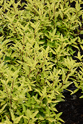 Gold Crest Caryopteris (Caryopteris x clandonensis 'Gold Crest') at Lakeshore Garden Centres