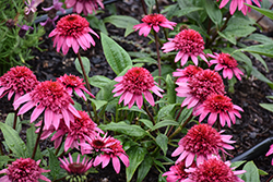 Double Scoop Watermelon Deluxe Coneflower (Echinacea 'Balscmelux') at Lakeshore Garden Centres