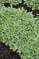 Little Lamb Lamb's Ears (Stachys byzantina 'Balstaclamb') at Lakeshore Garden Centres