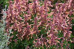 Summerlong Peach Hyssop (Agastache mexicana 'Balsumleac') at Lakeshore Garden Centres