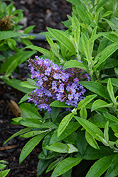 Chrysalis Steel Blue Butterfly Bush (Buddleia 'Balchryeel') at Lakeshore Garden Centres