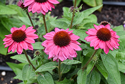 Sombrero Fuchsia Fandango Coneflower (Echinacea 'Balsomfand') at Lakeshore Garden Centres