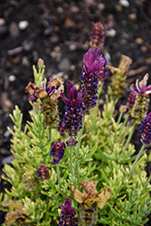 Anouk Burgundy Spanish Lavender (Lavandula stoechas 'Anouk Deluxe 202001') at Lakeshore Garden Centres