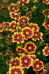 UpTick Red Tickseed (Coreopsis 'Baluptred') at Lakeshore Garden Centres