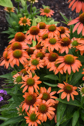Artisan Soft Orange Coneflower (Echinacea 'PA1308374') at Lakeshore Garden Centres