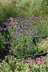 Santos Purple Verbena (Verbena rigida 'Santos Purple') at Lakeshore Garden Centres