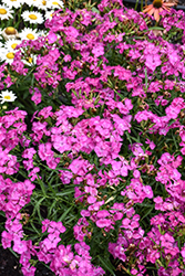 Rockin' Purple Pinks (Dianthus 'PAS1350219') at Lakeshore Garden Centres
