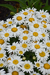 Madonna Shasta Daisy (Leucanthemum x superbum 'Madonna') at Lakeshore Garden Centres