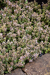 Little Lamb Lamb's Ears (Stachys byzantina 'Balstaclamb') at Lakeshore Garden Centres