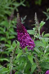 Chrysalis Cranberry Butterfly Bush (Buddleia 'Balchryran') at Lakeshore Garden Centres