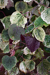 Carolina Sweetheart Redbud (Cercis canadensis 'NCCC1') at Lakeshore Garden Centres