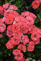 Coral Drift Rose (Rosa 'Meidrifora') at Lakeshore Garden Centres