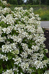 Fire And Ice Hydrangea (Hydrangea paniculata 'Wim's Red') at Lakeshore Garden Centres
