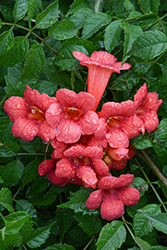 Summer Jazz Fire Trumpetvine (Campsis radicans 'Takarazuka Fresa') at Lakeshore Garden Centres