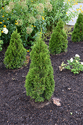 Emerald Squeeze Arborvitae (Thuja occidentalis 'Lilshreckthu') at Lakeshore Garden Centres