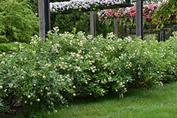 Button Bush (Cephalanthus occidentalis) at Lakeshore Garden Centres