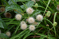 Button Bush (Cephalanthus occidentalis) at Lakeshore Garden Centres