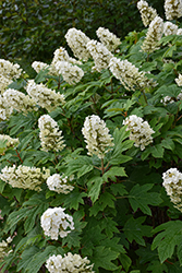 Li'l Annie Oakleaf Hydrangea (Hydrangea quercifolia 'Oakann1588') at Lakeshore Garden Centres